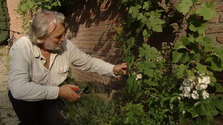 Comment tailler les rosiers?