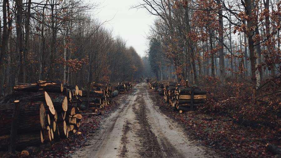 Certificeringen van hout
