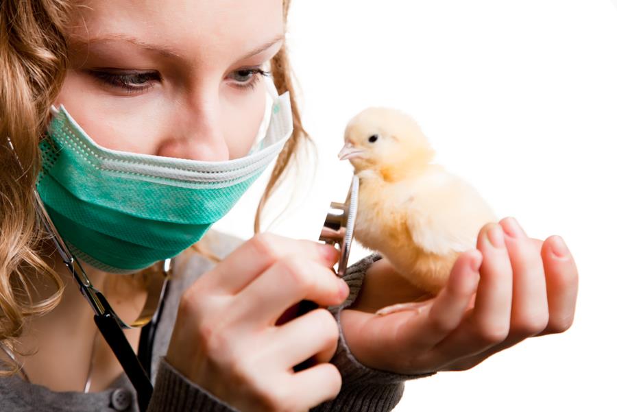 Les États-Unis signalent un cas de grippe aviaire H5N5 chez l'homme, une première